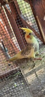 Predám KORELY - straka s krúžkom