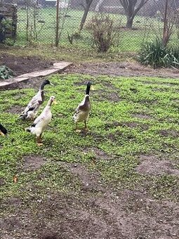 Predám indické bežce (pár)