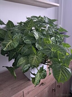 Predám izbové rastliny