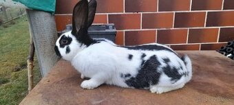 Nemecký obrovitý strakoš- kríženec