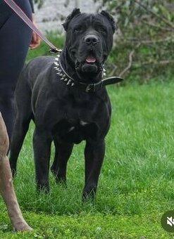 Bandog na krytie