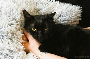 Darujem krásnu čiernu mačičku - puma Nelly