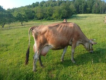 Predám jersey kravu A2A2