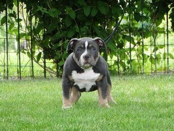 AMERICAN BULLY