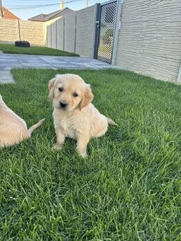 Zlatý retriever