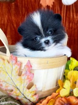 Pomeranian mini