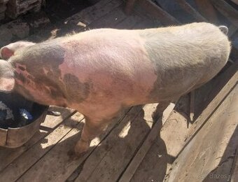 Predám prasa cena 380 plus dohoda