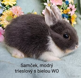 Zakrslé ( zdrobnené) králiky s VP mláďatká modré bielopesíka