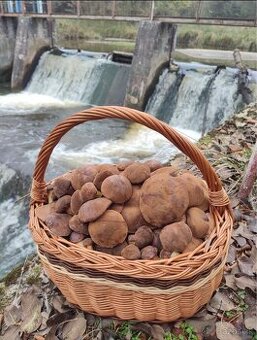 sušené hríby / huby , Suchohríb hnedý a Kozák Topoľový
