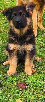 Nemecký ovčiak šteniatka