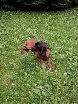 Predám bavorského farbiara s PP