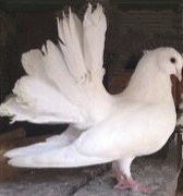 Darujem paviky holuby samice