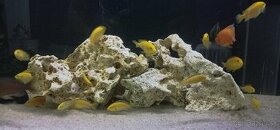 africké Cichlidy Labidochromis Yellow. - 1