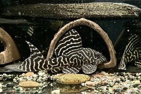 L333 hypancistrus, sumce