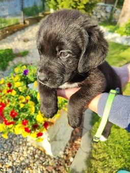 Labrador čierny šteniatko - labradorský retríver