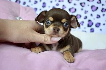 Civava s PP choco tan