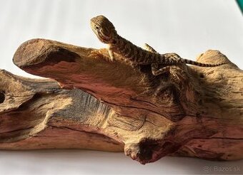 Mláďatá Agamy Trpasličej ( Pogona Henrylwasoni )