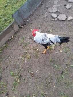 Vlaška jarabičia striebornokrka