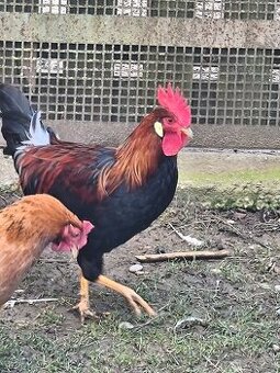 Vlaška jarabičia  kohút