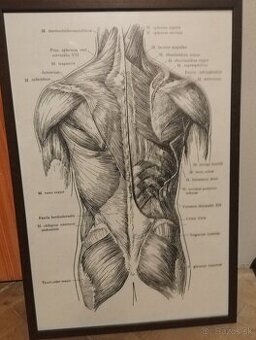 Predám 2 obrazy 63 x 43,5