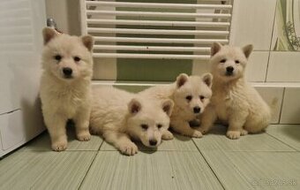 Biely švajčiarský ovčiak s PP