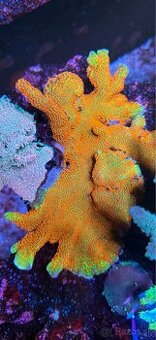 Montipora digitata Forest Fire