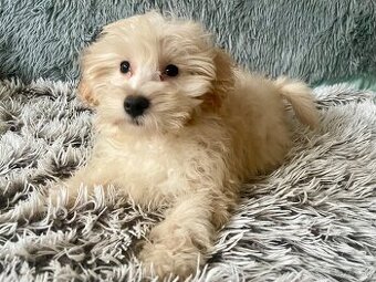 Maltipoo