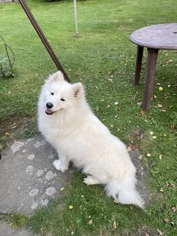 Samojed