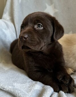 Čistokrvné šteniatka labrador – Hnedý psík – ihneď