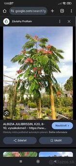 Albizia