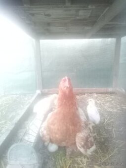 Kôčka s kuriatkami