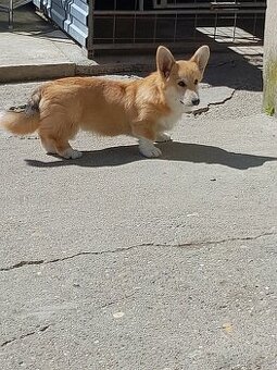 Welsh corgi pembroke