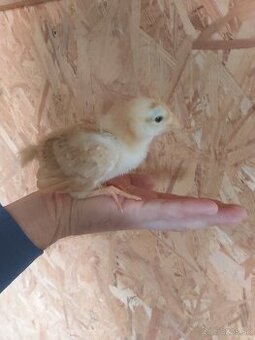 Leghorn a hempsir