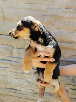 Šteniatka Jack russel terier, posledný 3 chlapci