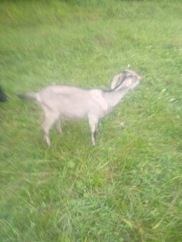 AN kozy