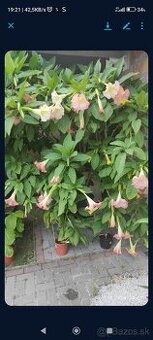 Trúby, figovníky, tráva