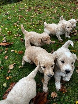 Goldendoodle šteniatka F2