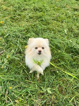 Pomeranian