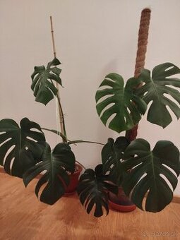Monstera Del.