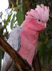 Kakadu ružový-kupim-