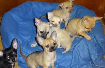 čivava krátkosrstá