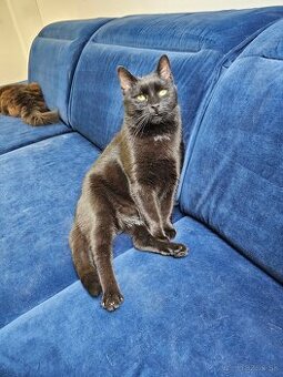 BAMBI už veľmi dlho čaká na domov