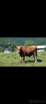 Predám štvrtku z 18 mesačného byka