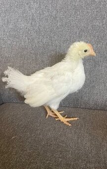 Leghorn
