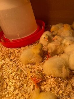 Leghorn