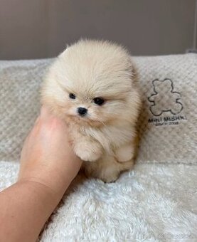 Pomeranian mini cream