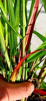 Panicum virgatum ‘Squaw’ (Proso prútnaté)