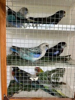 Rozely pestré odchov 25