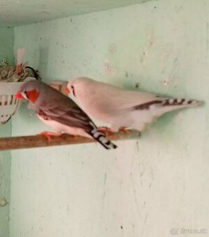 Zebričky+klietka - 1