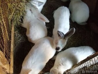 mladé dospelé mäsového typu-nenáročné na chov